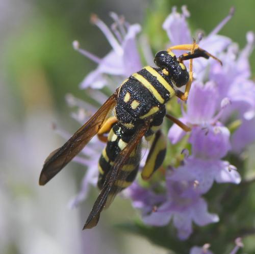 Leucospis gigas